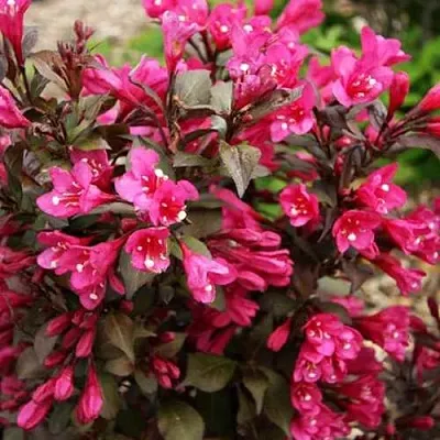 Вейгела БЛЭК РУБИ  Вейгела БЛЭК РУБИ в Красноярске