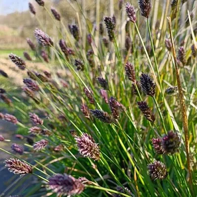 Сейслерия ХЕФЛЕРА  Сейслерия ХЕФЛЕРА в Красноярске