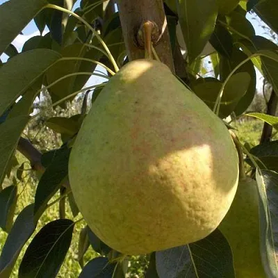 Груша СЛАДКАЯ ИЗ МЛИЕВА  Груша СЛАДКАЯ ИЗ МЛИЕВА в Красноярске