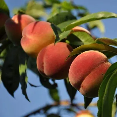 Персик ДАЧНЫЙ  Персик ДАЧНЫЙ в Красноярске