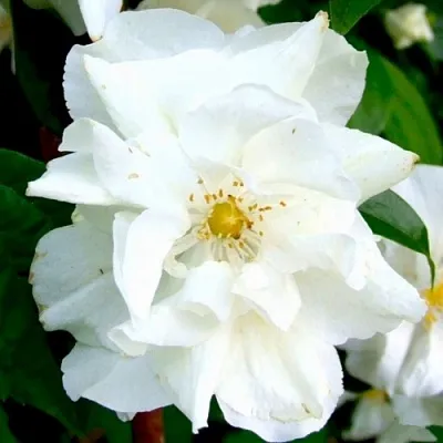 Жасмин РОЗАЦЕ  Жасмин РОЗАЦЕ в Красноярске