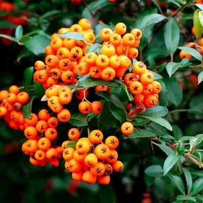 Пираканта ОРАНЖ ГЛОУ  Пираканта ОРАНЖ ГЛОУ в Красноярске