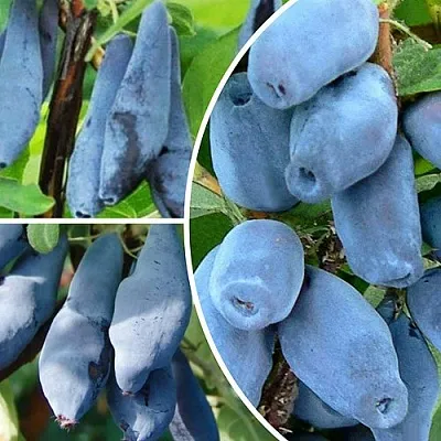 Комплект СИЯНИЕ ГЛАЗ в Красноярске