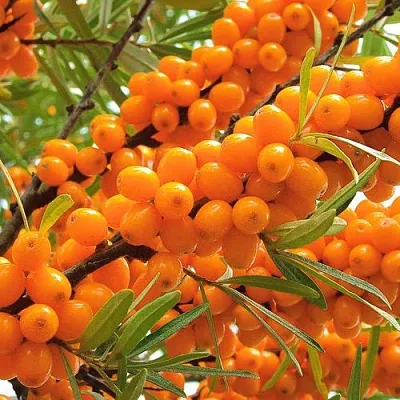 Облепиха  Облепиха в Красноярске