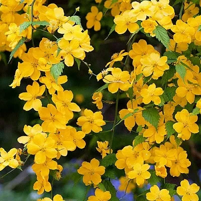 Керрия  Керрия в Красноярске