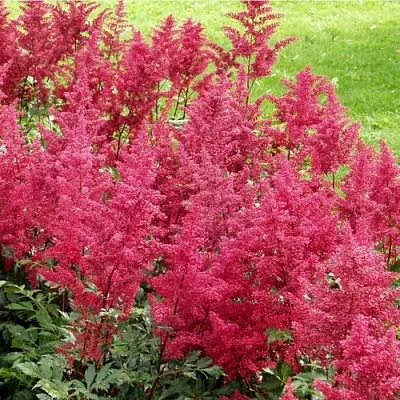 Астильба СКАЙСКРЕЙПЕР китайская  Астильба СКАЙСКРЕЙПЕР китайская в Красноярске