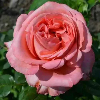 Саженцы роз ЛОНДОН АЙ чайно-гибридная  Саженцы роз ЛОНДОН АЙ чайно-гибридная в Красноярске