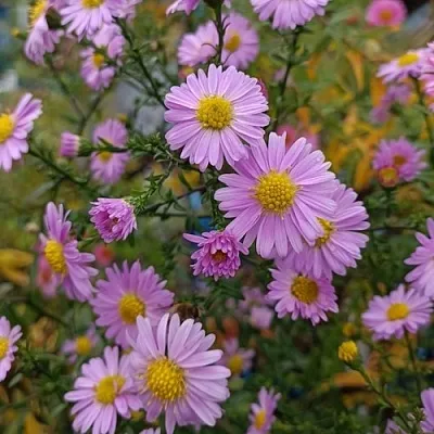 Астра СТРОУБЕРРИ ЭНД КРИМ новобельгийская  Астра СТРОУБЕРРИ ЭНД КРИМ новобельгийская в Красноярске