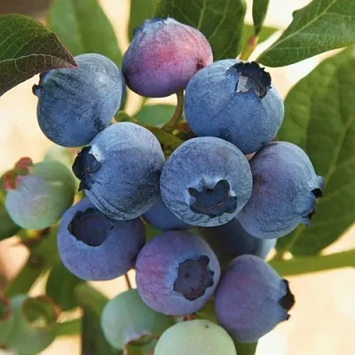 Голубика ОСОРНО в Красноярске