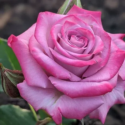 Саженцы роз ОКЕАН МИКАДО спрей  Саженцы роз ОКЕАН МИКАДО спрей в Красноярске