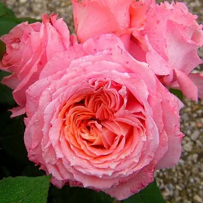 Саженцы роз ИНСТИТУТ ЛЮМЬЕР шраб  Саженцы роз ИНСТИТУТ ЛЮМЬЕР шраб в Красноярске