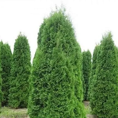 Туя КОЛУМНА западная  Туя КОЛУМНА западная в Красноярске
