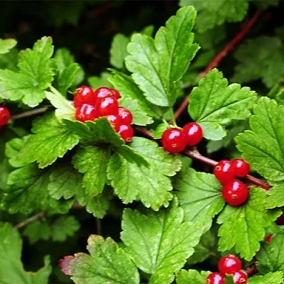 Смородина альпийская в Красноярске