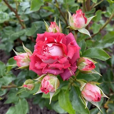 Саженцы роз ТИРАМИСУ спрей  Саженцы роз ТИРАМИСУ спрей в Красноярске