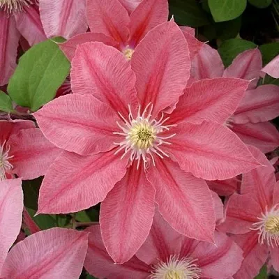 Клематис ЛИТЛ МЕРМЕЙД  Клематис ЛИТЛ МЕРМЕЙД в Красноярске