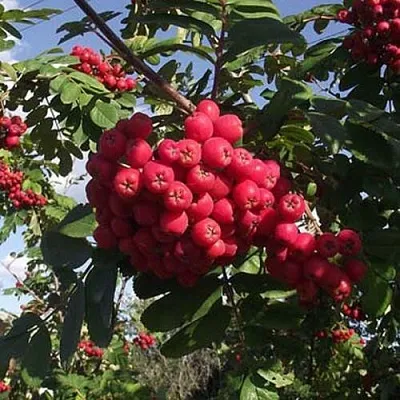 Рябина МОРАВСКАЯ сладкоплодная в Красноярске