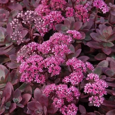 Очиток (седум) САНСПАРКЛЕР ФАЙЕРКРЕКЕР  Очиток (седум) САНСПАРКЛЕР ФАЙЕРКРЕКЕР в Красноярске