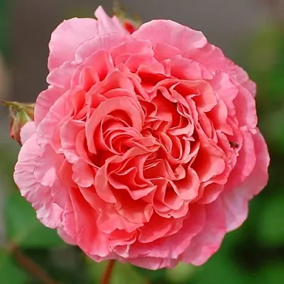 Саженцы роз ЛОРАН КАБРОЛЬ шраб  Саженцы роз ЛОРАН КАБРОЛЬ шраб в Красноярске