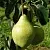 Груша МИНСКАЯ колонновидная в Красноярске