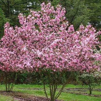 Яблоня РУДОЛЬФ декоративная   Яблоня РУДОЛЬФ декоративная  в Красноярске