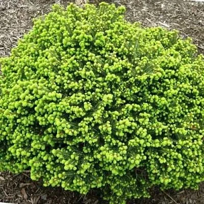 Ель ЛИТЛ ДЖЕМ обыкновенная  Ель ЛИТЛ ДЖЕМ обыкновенная в Красноярске