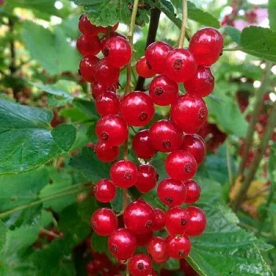 Смородина красная КОНСТАНТИНОВСКАЯ  Смородина красная КОНСТАНТИНОВСКАЯ в Красноярске