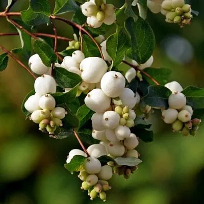 Снежноягодник  Снежноягодник в Красноярске