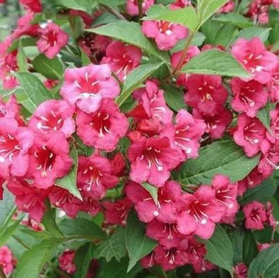 Вейгела БРИСТОЛЬ РУБИ  Вейгела БРИСТОЛЬ РУБИ в Красноярске