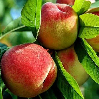 Персик  Персик в Красноярске