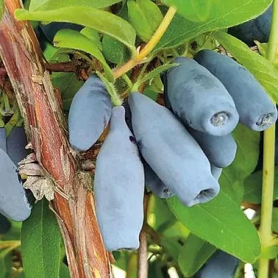 Жимолость съедобная ВОСТОРГ  Жимолость съедобная ВОСТОРГ в Красноярске