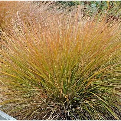 Осока БРОНЗОВЫЕ КУДРИ  Осока БРОНЗОВЫЕ КУДРИ в Красноярске