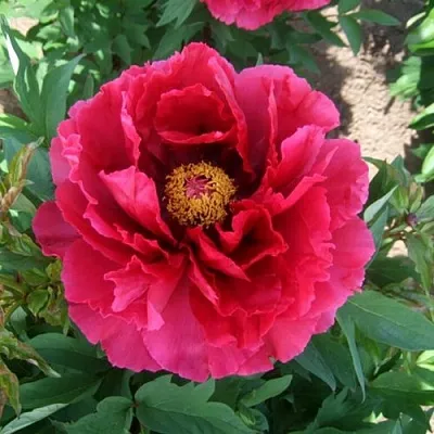 Пион КРАСНЫЙ ГИГАНТ древовидный в Красноярске