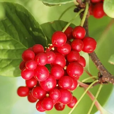 Лимонник ДЕДОВСКИЙ  Лимонник ДЕДОВСКИЙ в Красноярске