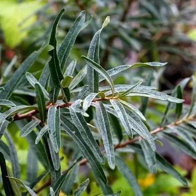 Облепиха АДАМ (МУЖСКАЯ)  Облепиха АДАМ (МУЖСКАЯ) в Красноярске