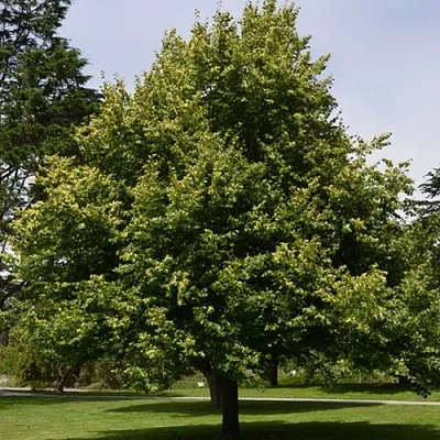 Липа сердцевидная  Липа сердцевидная в Красноярске