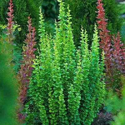 Барбарис ЭРЕКТА тунберга  Барбарис ЭРЕКТА тунберга в Красноярске