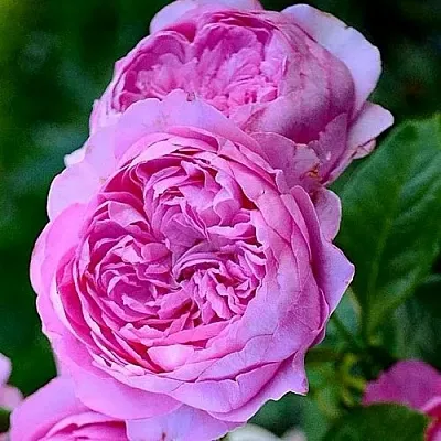 Саженцы роз ШАНТАЛЬ МЕРЬЕ шраб  Саженцы роз ШАНТАЛЬ МЕРЬЕ шраб в Красноярске