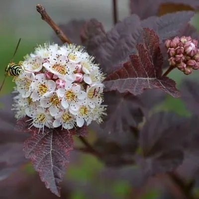Пузыреплодник  Пузыреплодник в Красноярске