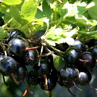 Золотистая в Красноярске