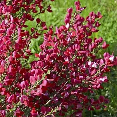 Ракитник БОСКОП РУБИ   Ракитник БОСКОП РУБИ  в Красноярске