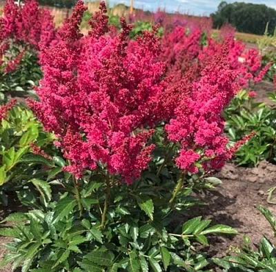 Астильба ЛАКИ ДЕЙ Арендса  Астильба ЛАКИ ДЕЙ Арендса в Красноярске