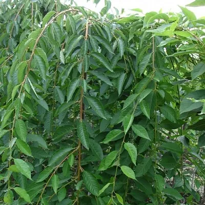 Черешня ПЕНДУЛА декоративная  Черешня ПЕНДУЛА декоративная в Красноярске