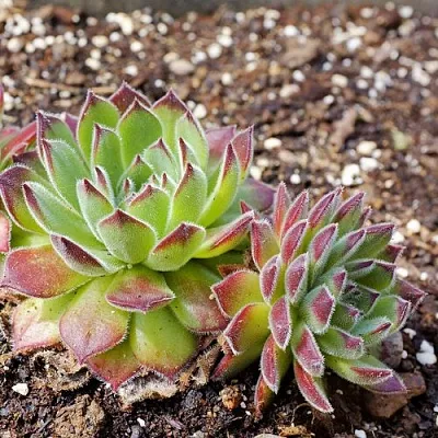 Молодило РУССКОЕ  Молодило РУССКОЕ в Красноярске