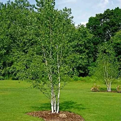 Береза бумажная  Береза бумажная в Красноярске