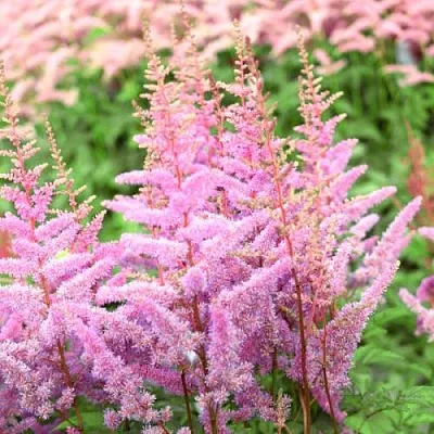 Астильба АМЕРИКА Арендса  Астильба АМЕРИКА Арендса в Красноярске