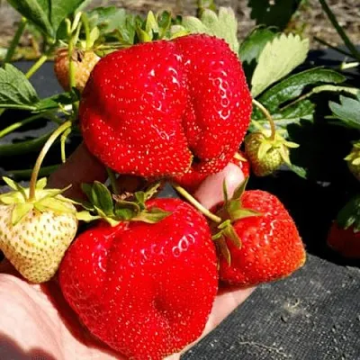 Клубника АПРИКА  Клубника АПРИКА в Красноярске