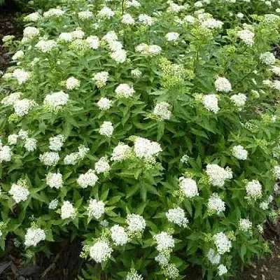 Спирея АЛЬБИФЛОРА японская  Спирея АЛЬБИФЛОРА японская в Красноярске