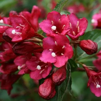 Вейгела ЕВА РАТКЕ  Вейгела ЕВА РАТКЕ в Красноярске