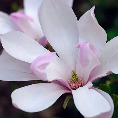 Магнолия ПИНКИ  Магнолия ПИНКИ в Красноярске