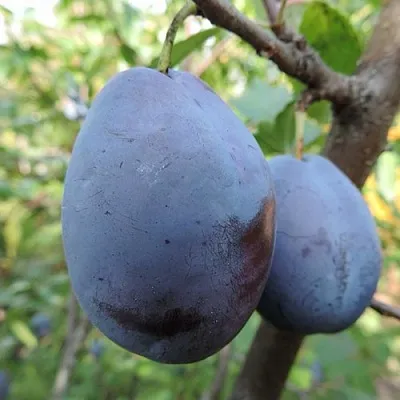 Слива АМЕРС  Слива АМЕРС в Красноярске